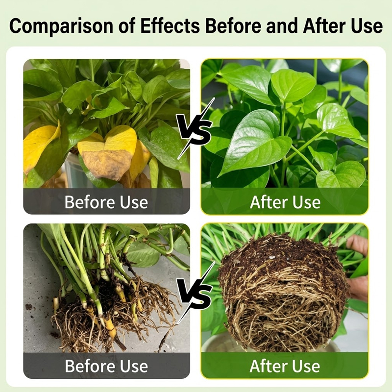 Solution d'enracinement pour p - Rooting Hormone Powder avis et prix